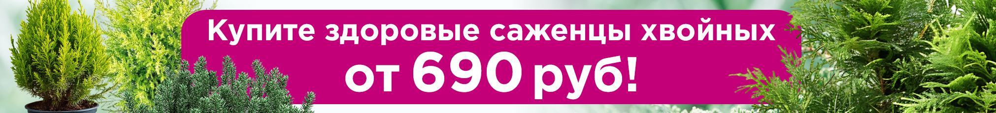 Хвойные саженцы 