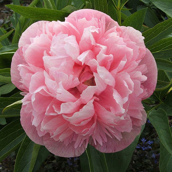 Пион Мутабилис Плена v3-5 Tim 