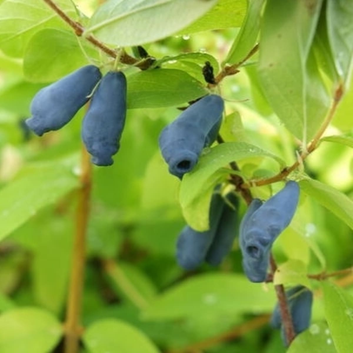 Жимолость Сибирячка в коробке, Tim по цене  Жимолость Сибирячка в коробке, Tim