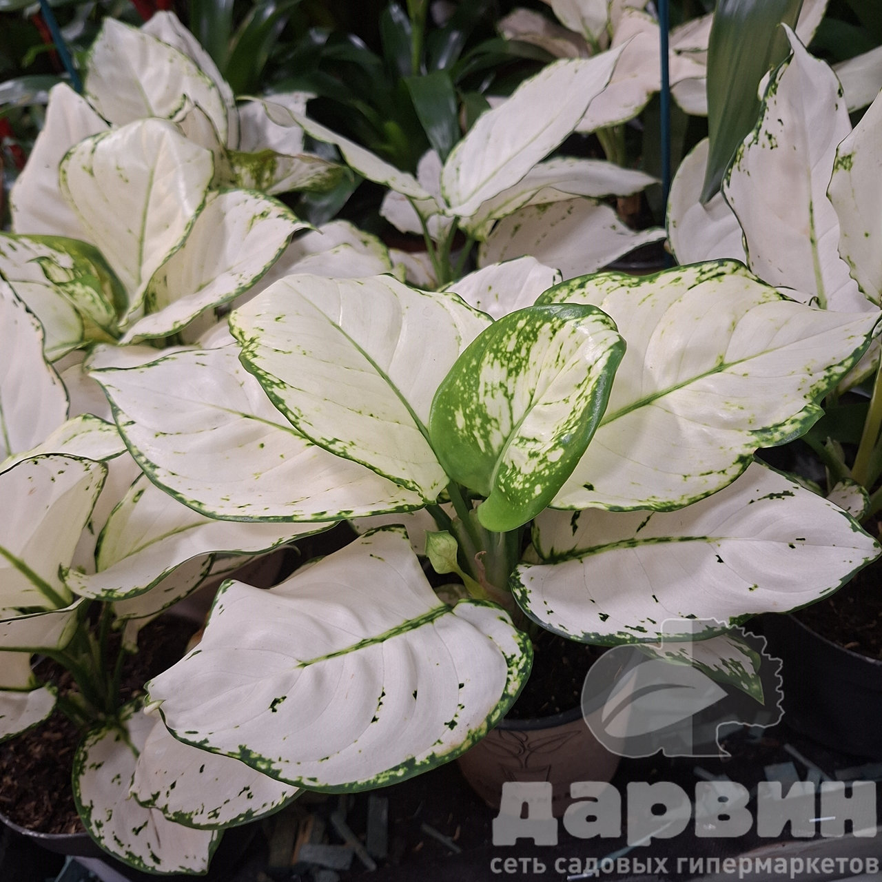 Аглаонема Вайт Джой d12 h25 