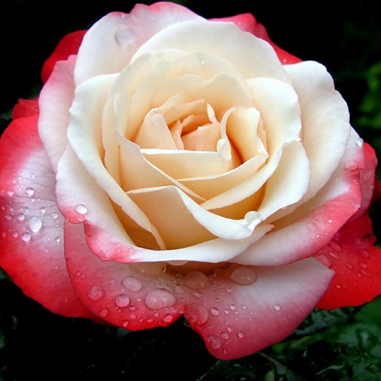 Роза чайно-гибридная ЛА ГАРКОННЕ v7 Fr 