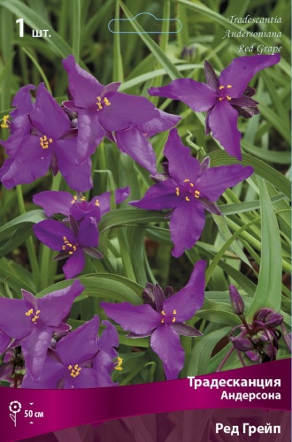 Кореневище Традесканция Андерсона Ред Грейп 1шт Поиск 