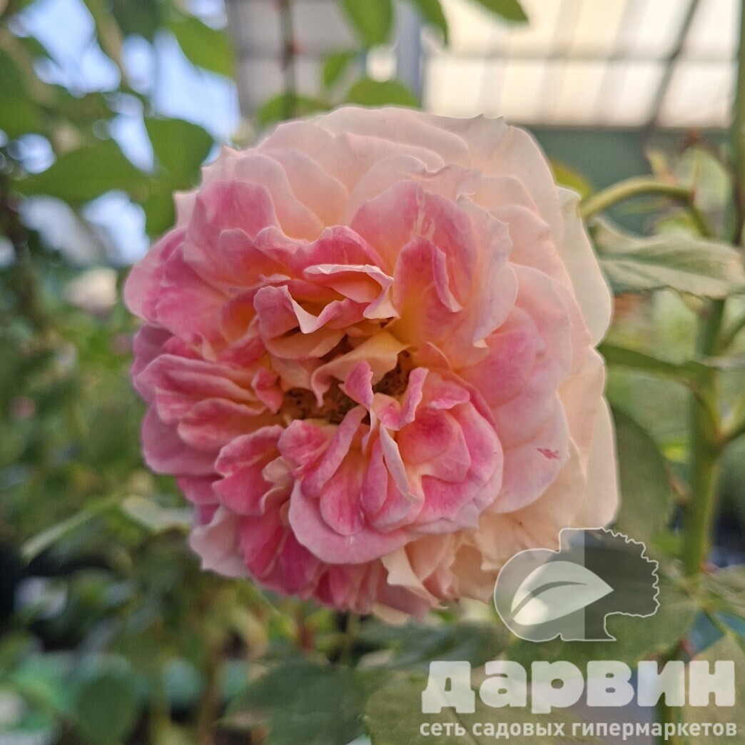 Роза плетистая Цезарь v5 Lav 