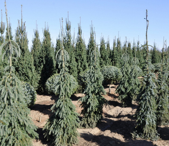 Ель сербская Пендула 40-50 Mt 