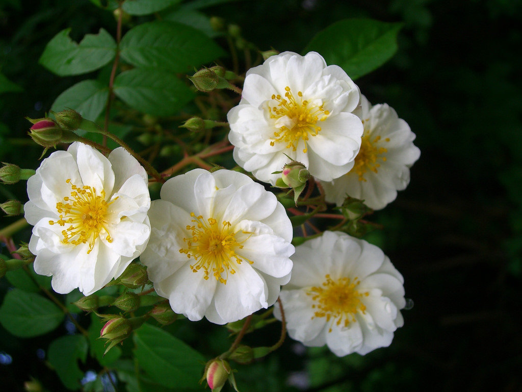 Роза плетистая Бобби Джеймс v5 