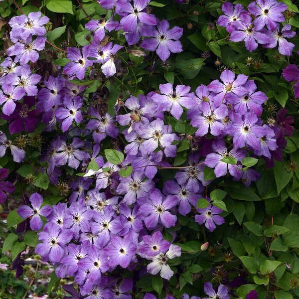 Клематис Cloudburst C2 E 