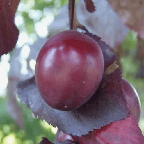 Слива растопыренная Нигра v2 Lav 