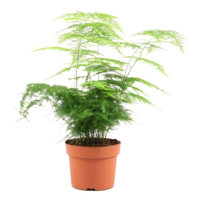 Аспарагус микс d12 h30 