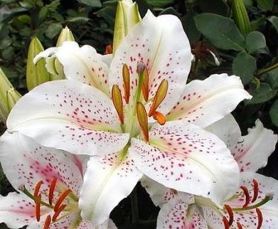 Луковица Лилия восточная Рози Даун 14/16 1шт 