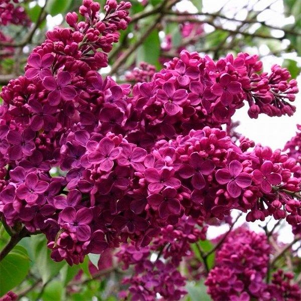 Сирень обыкновенная Людвиг Шпет v2 Tim 