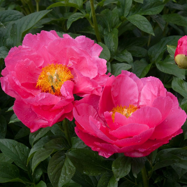 Пион Паула Фей v15 Tim 