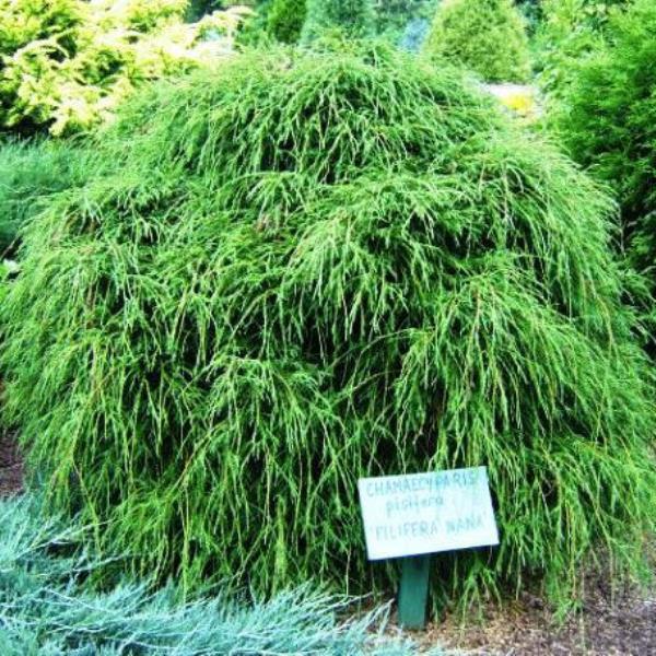Кипарисовик горохоплодный филифера. Кипарисовик горохоплодный chamaecyparis pisifera filifera nana. Filifera nana. Кипарисовик горохоплодный филифера. Кипарисовик горохоплодный филифера.