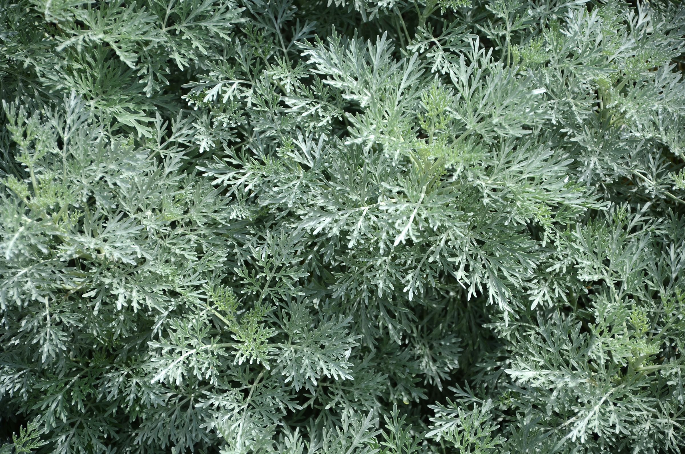 Полынь p9 Push 