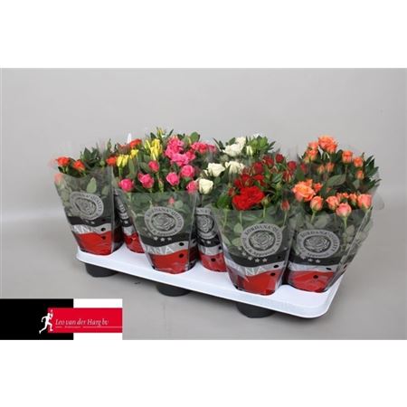 Роза Кордана микс d10 h28 