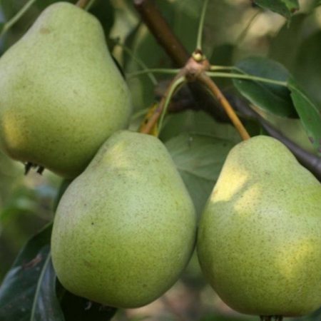 Груша Москвичка средн v7 100-140 Tim по цене  Груша Москвичка средн v7 100-140 Tim