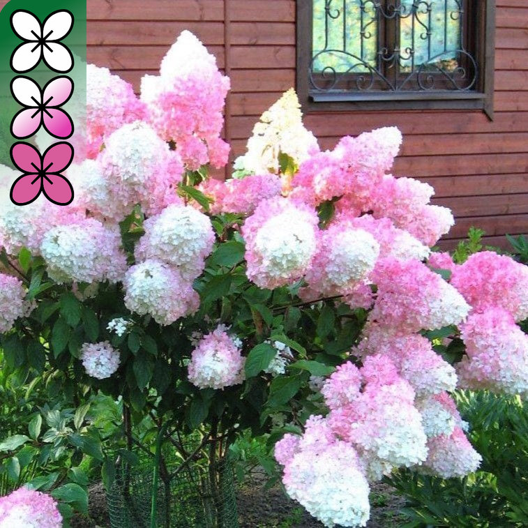 Гортензия метельчатая Ванилла Фрайз v5 Lav 