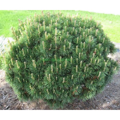 Сосна горная мугус v15 80-100 