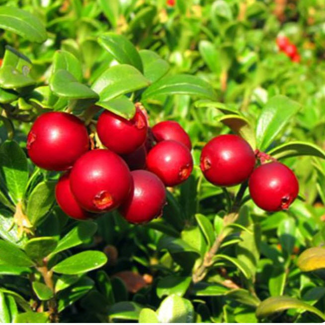 ОсновноеИзображение