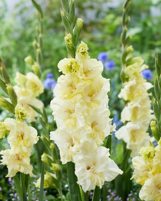 Луковица Гладиолус гофрированный Хэппи Тач 10/12 10шт. Поиск 