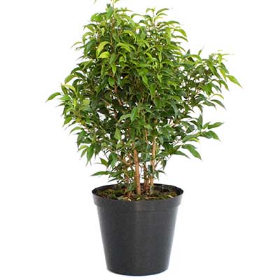 Фикус Бенджамина Наташа