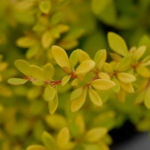 Барбарис тунберга Голден Дрим c2 h20-25 