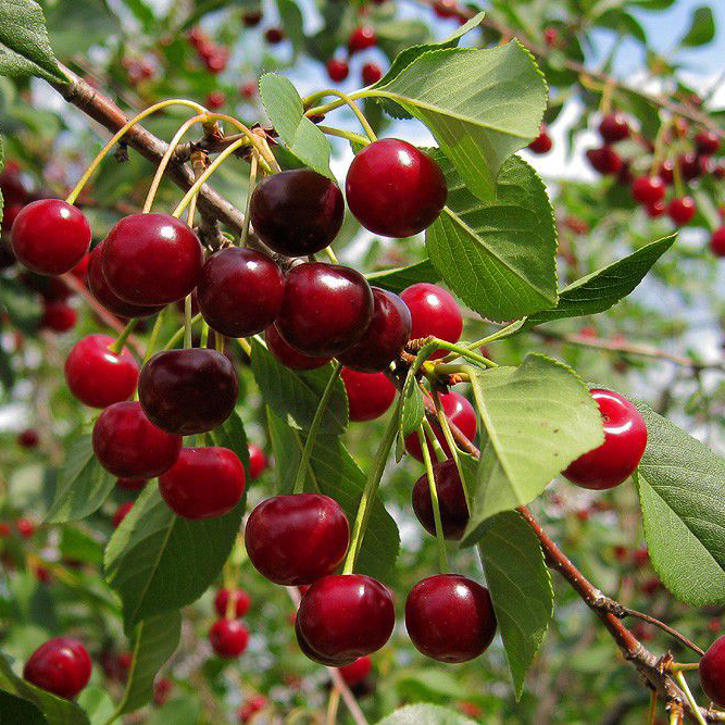 Вишня Капелька 3-х летка Tim 