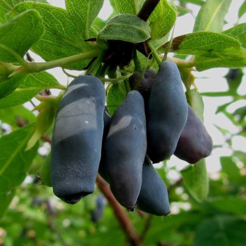 Жимолость съедобная Лакомка v5 Tim 