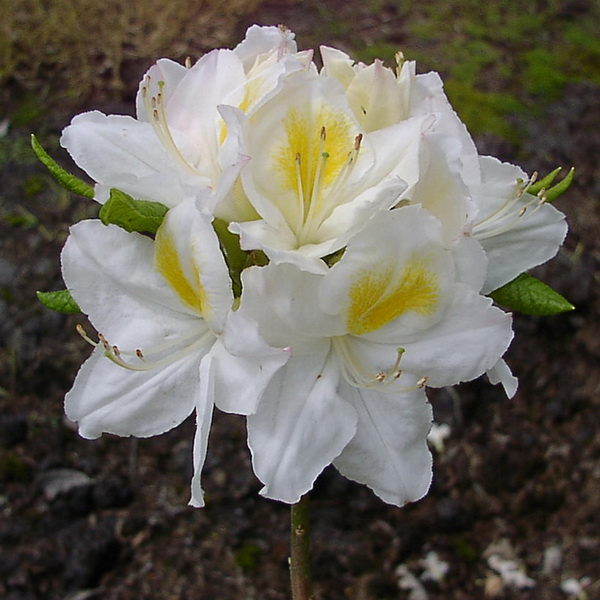 Азалия гибридная Персил P9 