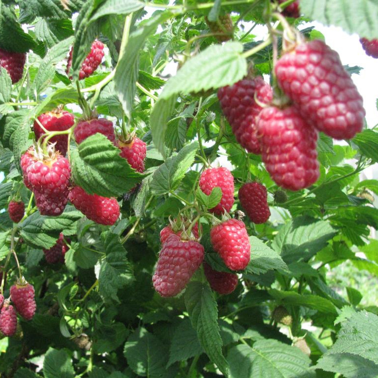 Малина Терентий, красная 2-х летка v 2 Tim 