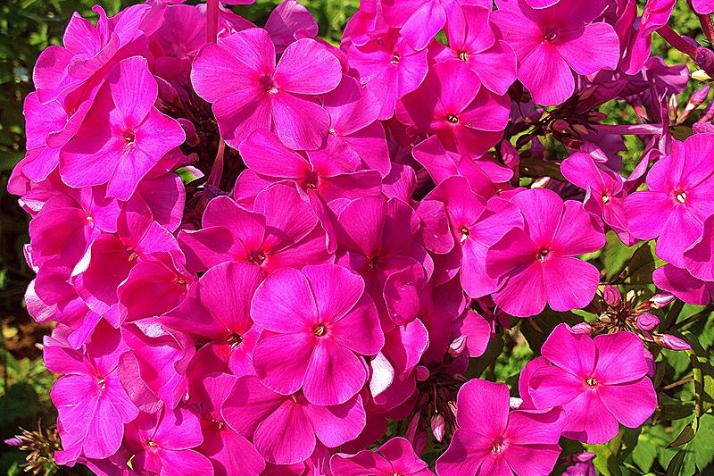 Флокс метельчатый "Суфле смородина" d19 ЕТК 