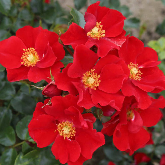 Роза почвопокровная Александер вон Хумболд v5 Dem 