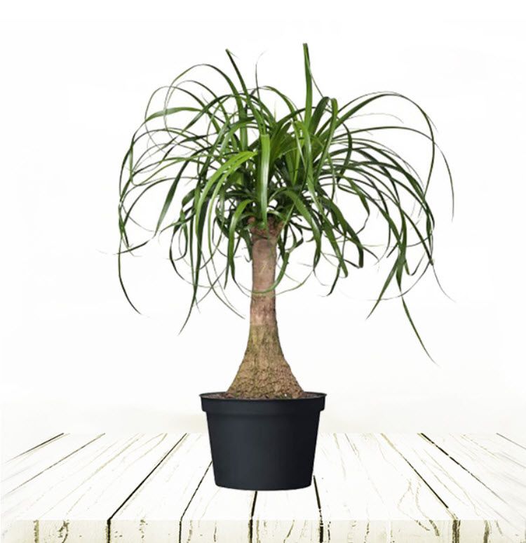 Нолина Бокарнея d14 