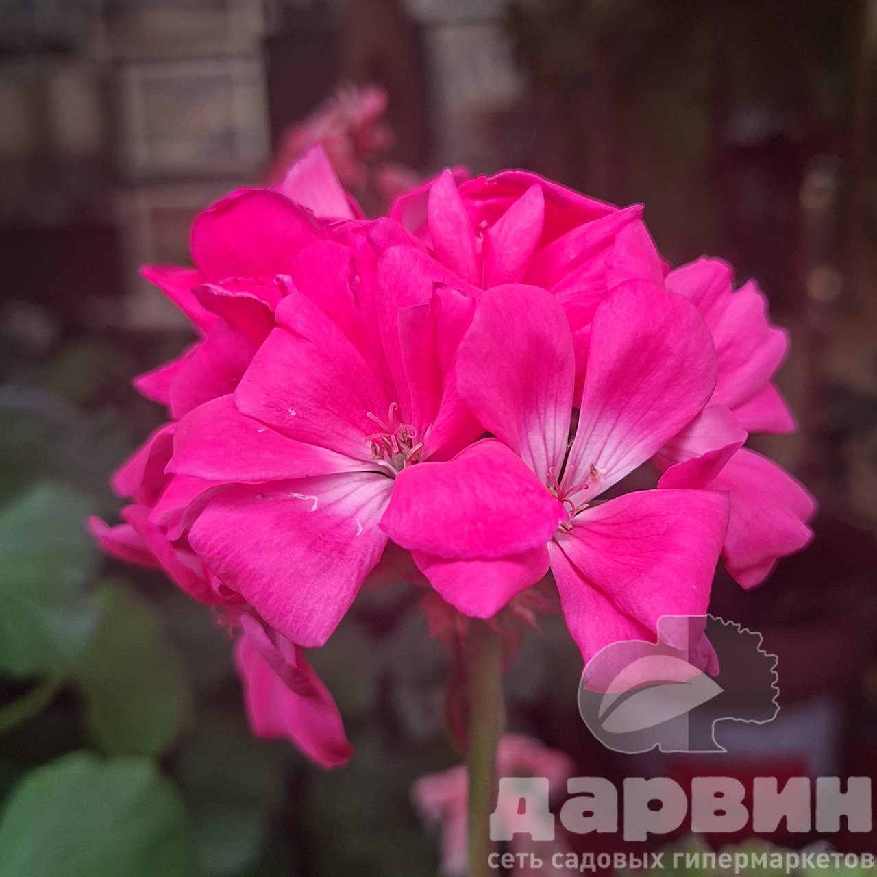 Пеларгония зональная серия Смарт d12 Tim 