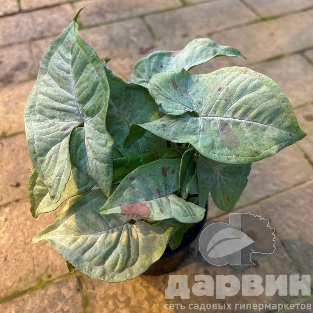 Сингониум конфетти d11 Tim 