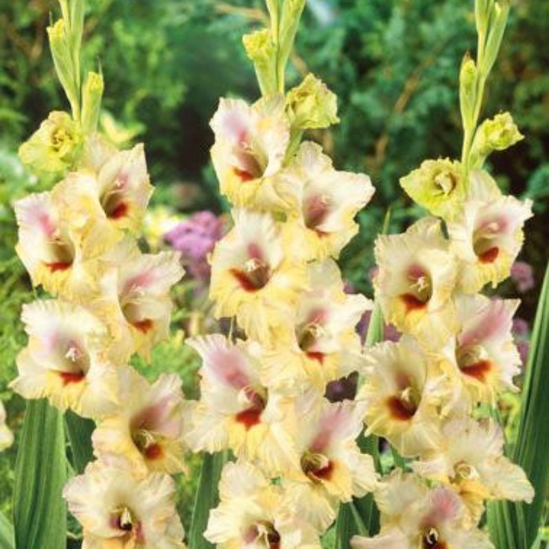 Луковица Гладиолус Луиза 12/14 10шт 