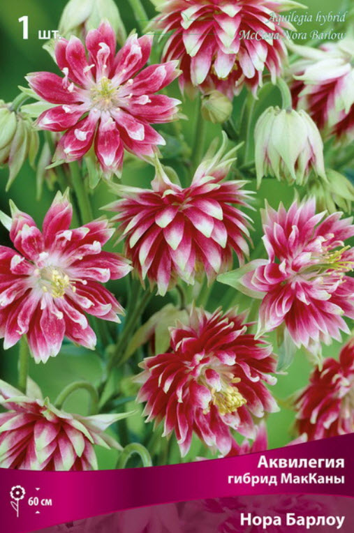 Корневище Аквилегия гибрид МакКаны Нора Барлоу  1шт. Поиск 