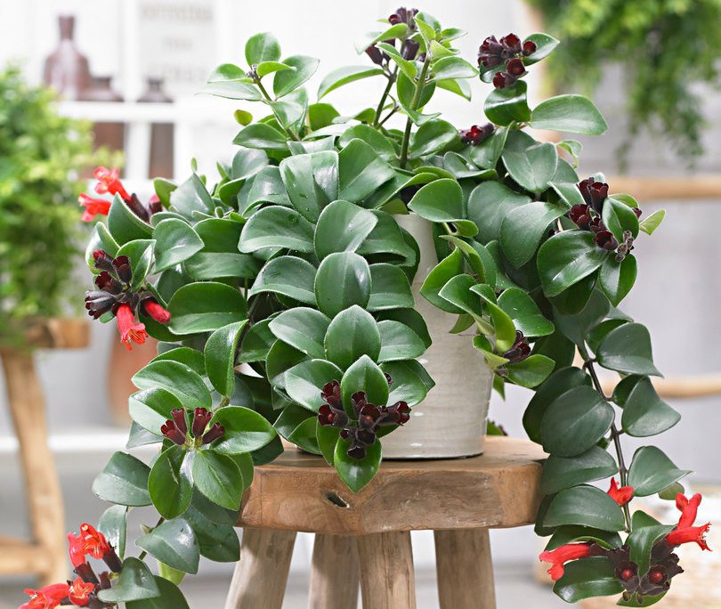 Эсхинантус Блустер d15 h45 