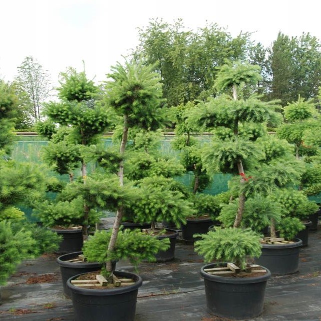 Бонсай d15 h25 