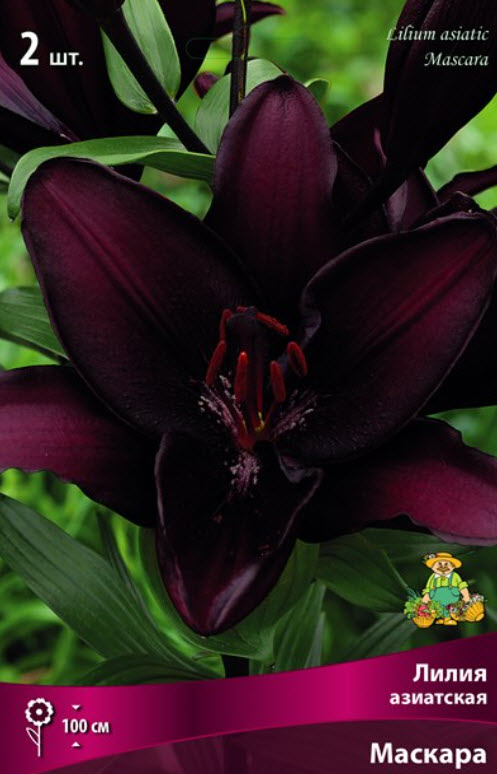 Луковица Лилия азиатская Маскара  14/16  2шт. Поиск 