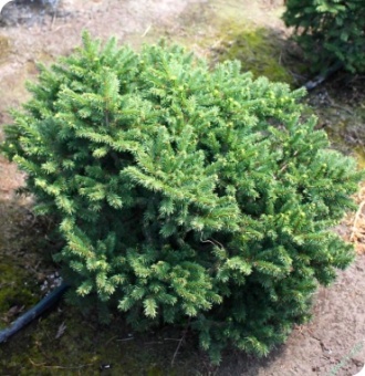 Ель колючая Загвижде 40-60 Sav 