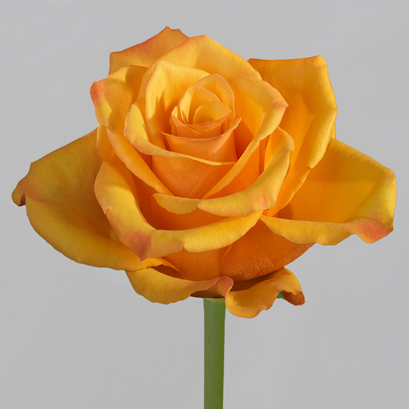 Роза чайно-гибридная Тайкун v5 Lav 