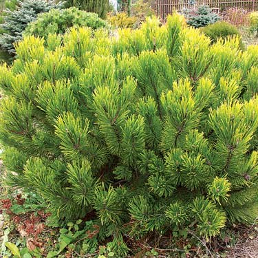 Сосна горная  Винтер Голд v15 30-40 Tw 