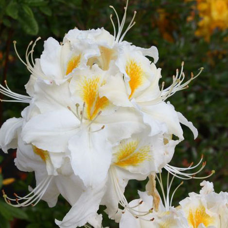 Азалия гибридная Шнееголд c15 cH 