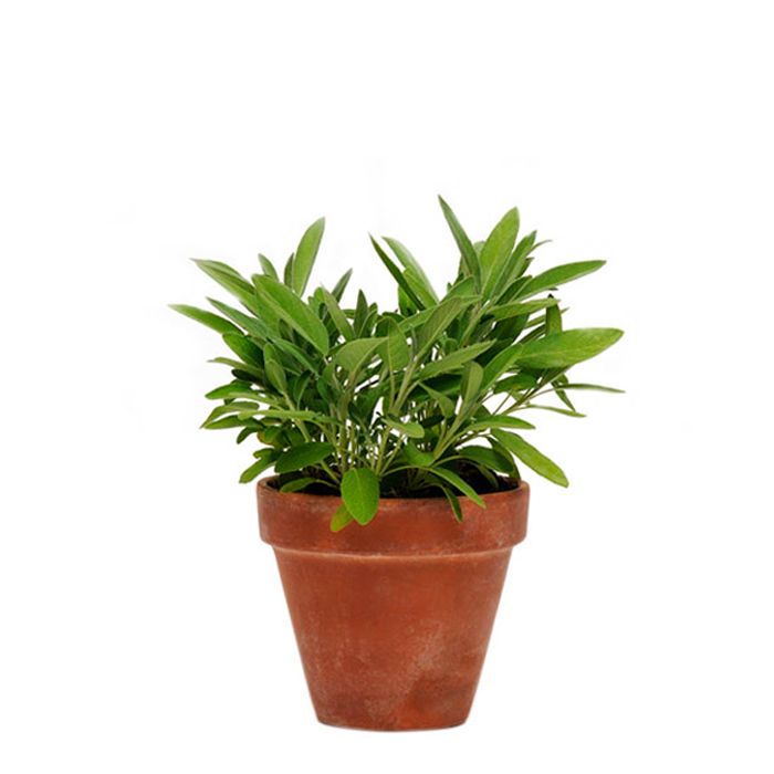 Шалфей лекарственный v1,3 Tw 