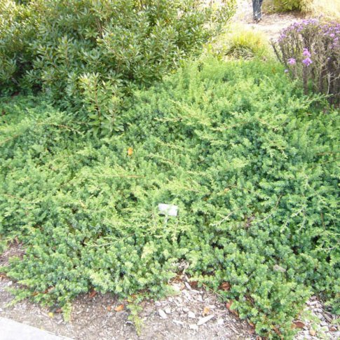 Можжевельник прибрежный Блю Пасифик v5-7 Tim 