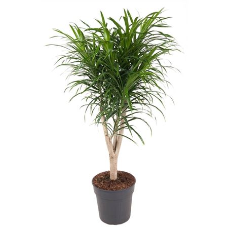 Драцена Анита бранч d24 h100 