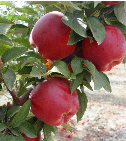 Яблоня традиционная  КРАСНОМЯСНАЯ Красная Вертмана С4 - С7 ОСП 