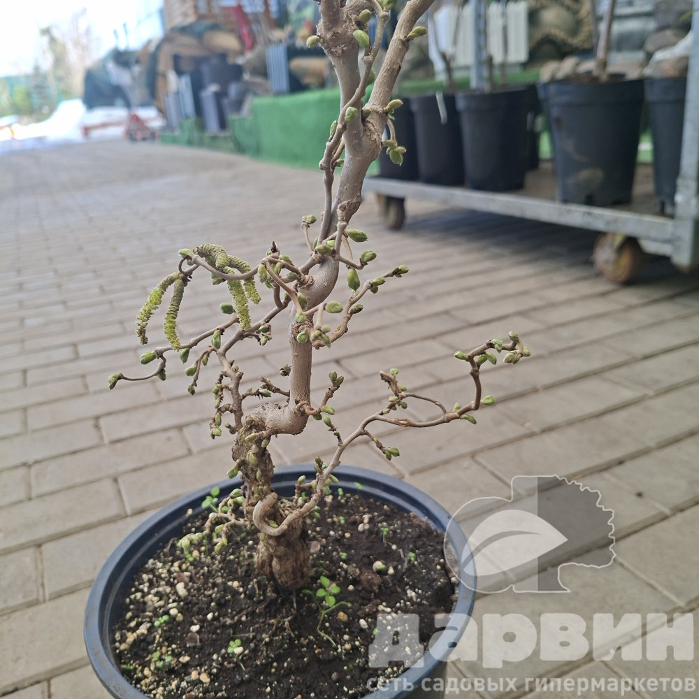 Лещина обыкновенная Медуза v5 Lav 