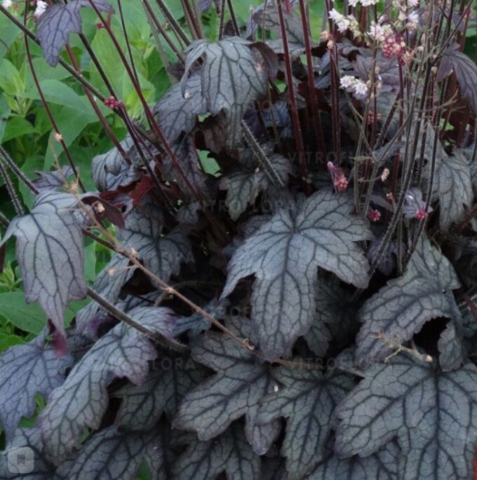 Гейхера Гейхерелла Инфинити d12 ХР 