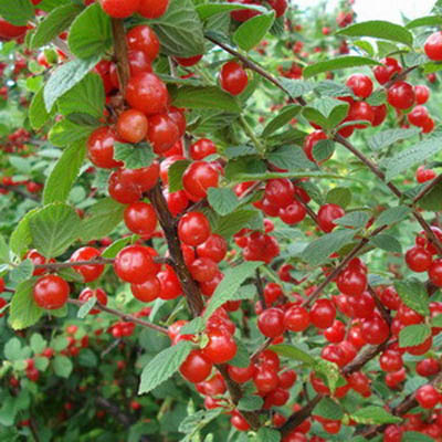 Вишня войлочная С10 80-100 ЦО 